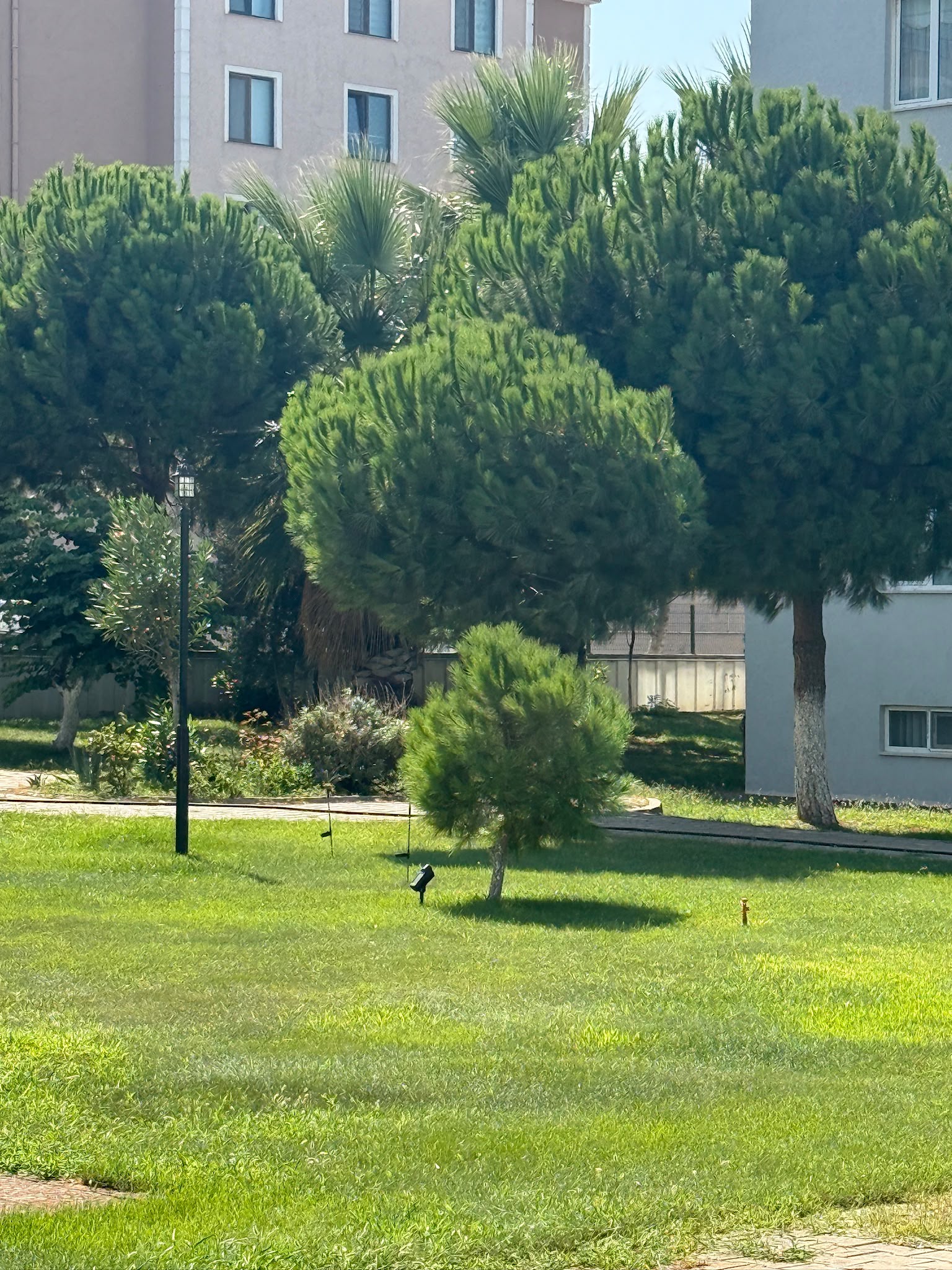 Papatya Sitesi çam ve palmiye ağaçları